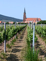 Vines for Wines